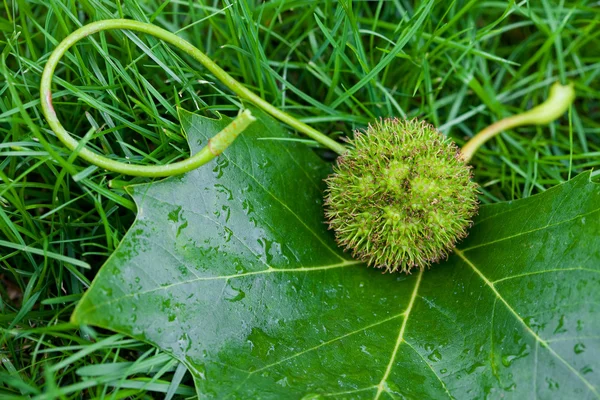Chestnut with leaf on the grass — Stok fotoğraf
